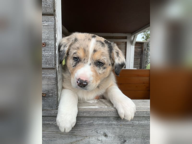 Border Collie - Australian Shepherd Mischlinge