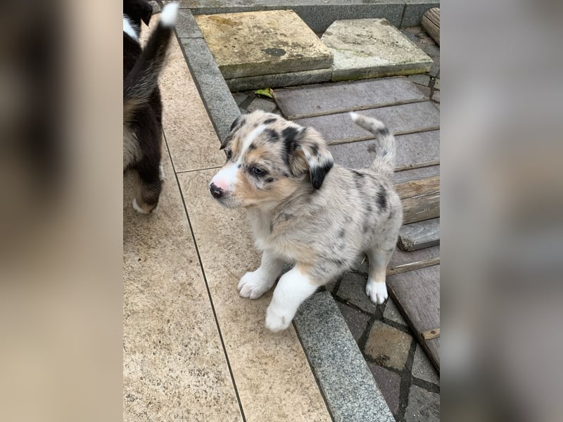 Border Collie - Australian Shepherd Mischlinge