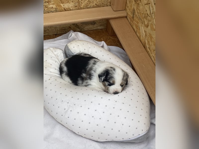 Super hübsche Border Collie - Australian Shepherd Welpen