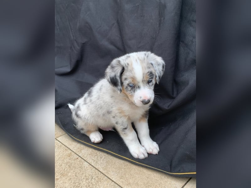 Border Collie - Australian Shepherd Mischlinge