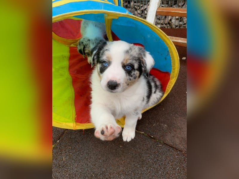 Border Collie - Australian Shepherd Mischlinge