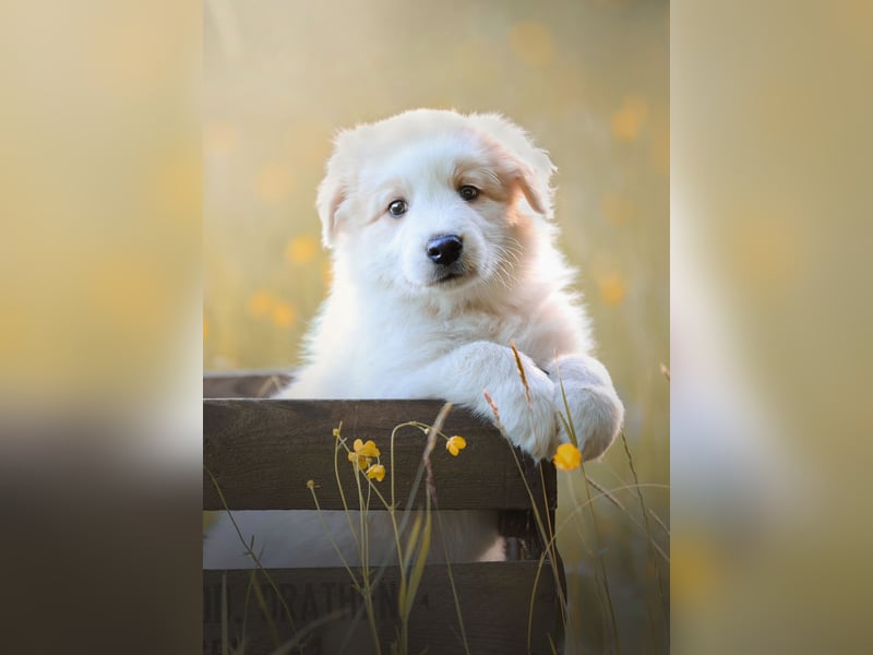 Reinrassige Border Collie Welpen in der besonderen Farbe ee red sind umzugsbereit