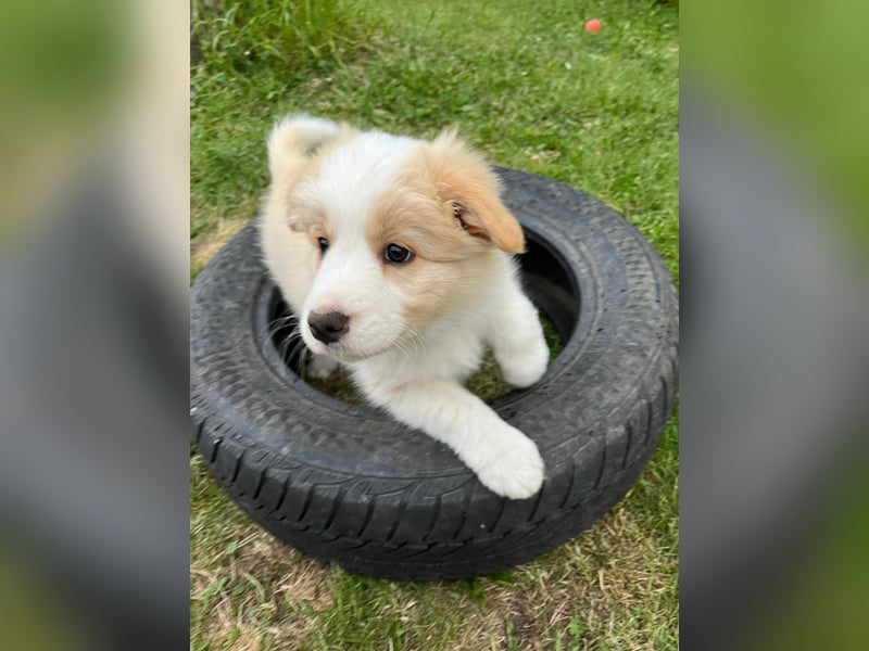 Reinrassige Border Collie Welpen in der besonderen Farbe ee red sind umzugsbereit