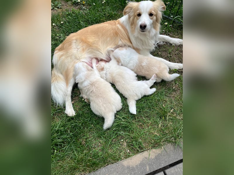 Reinrassige Border Collie Welpen in der besonderen Farbe ee red sind umzugsbereit