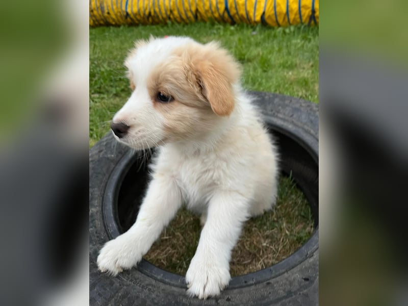 Reinrassige Border Collie Welpen in der besonderen Farbe ee red sind umzugsbereit