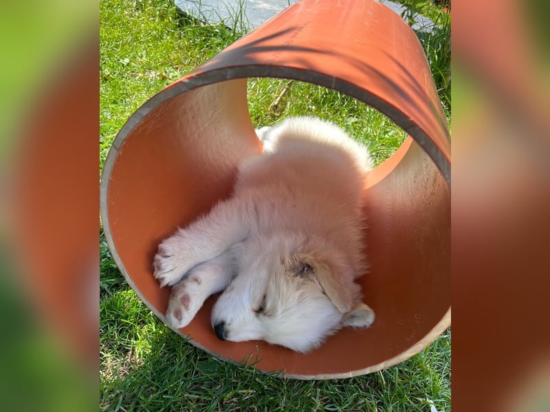 Reinrassige Border Collie Welpen in der besonderen Farbe ee red sind umzugsbereit