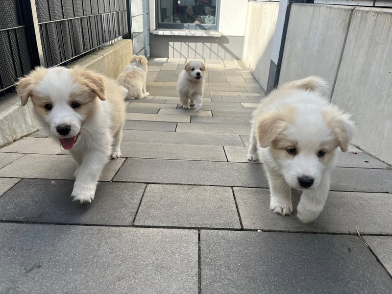 Reinrassige Border Collie Welpen in der besonderen Farbe ee red sind umzugsbereit