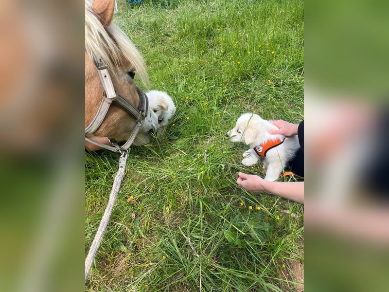 Reinrassige Border Collie Welpen in der besonderen Farbe ee red sind umzugsbereit