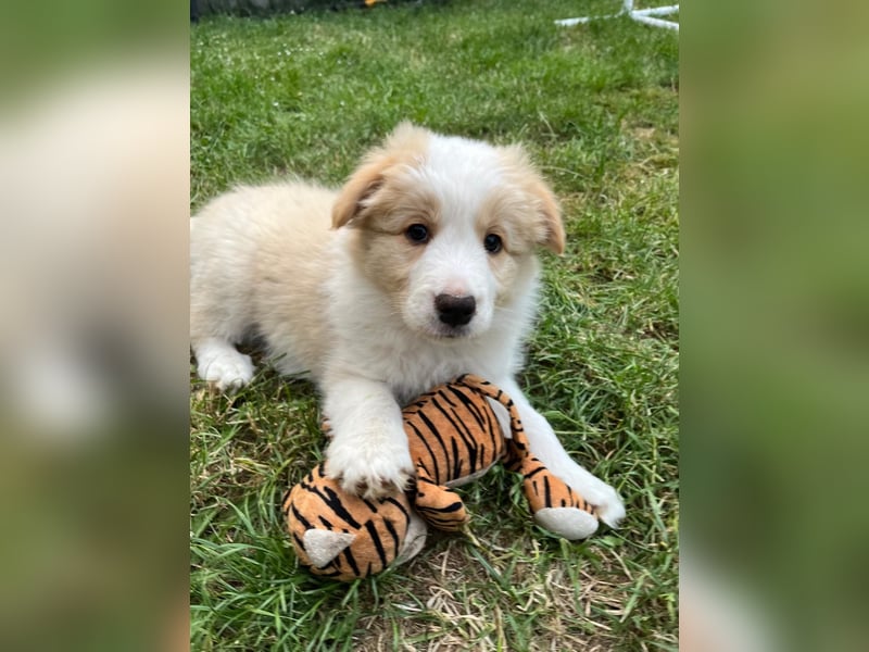 Reinrassige Border Collie Welpen in der besonderen Farbe ee red sind umzugsbereit