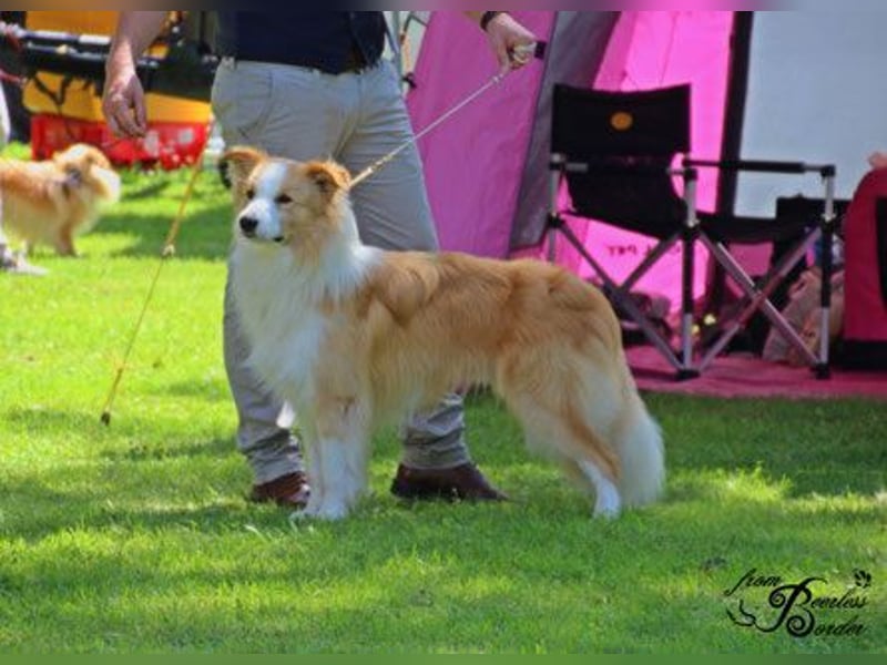 Reinrassige Border Collie Welpen in der besonderen Farbe ee red sind umzugsbereit