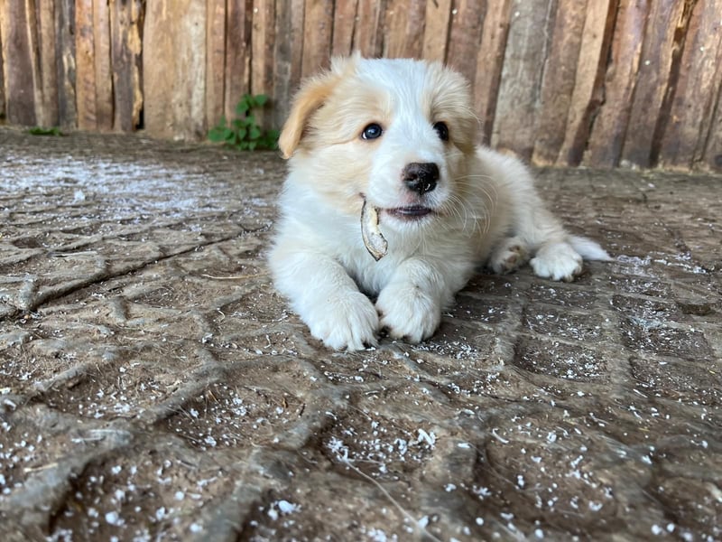 Reinrassige Border Collie Welpen in der besonderen Farbe ee red sind umzugsbereit
