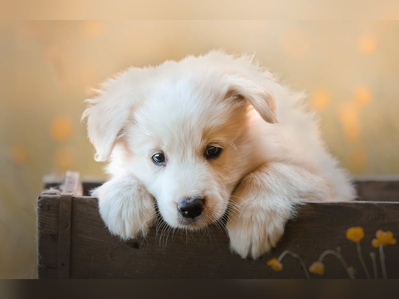 Reinrassige Border Collie Welpen in der besonderen Farbe ee red sind umzugsbereit