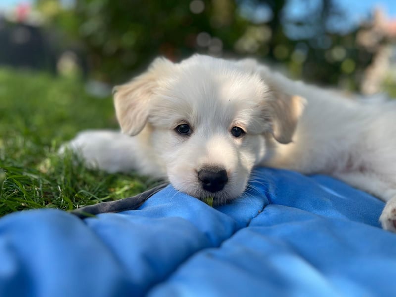 Reinrassige Border Collie Welpen in der besonderen Farbe ee red sind umzugsbereit
