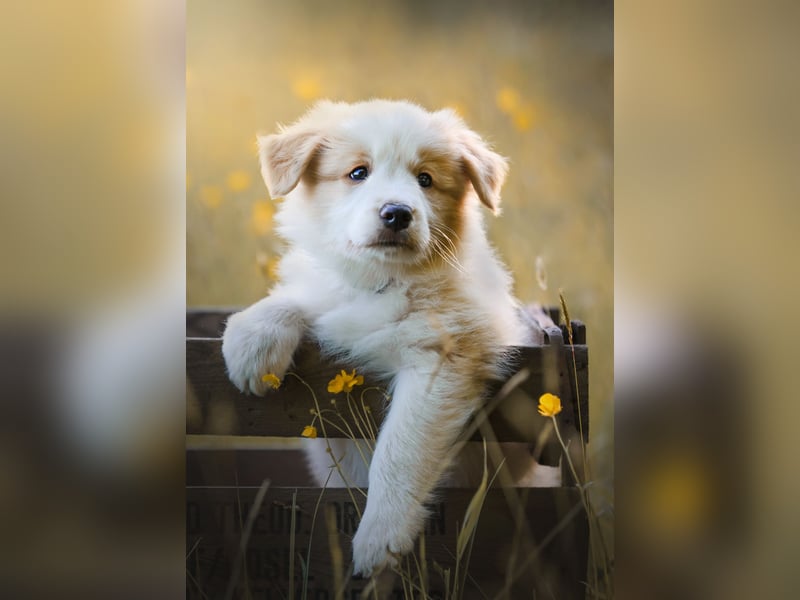 Reinrassige Border Collie Welpen in der besonderen Farbe ee red sind umzugsbereit