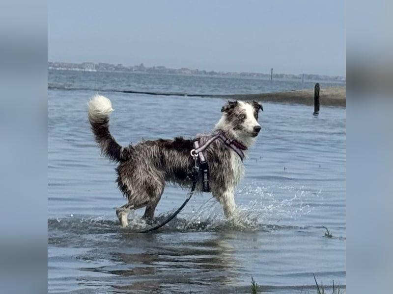 Border Collie Deckrüde