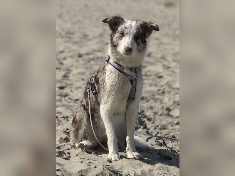 Border Collie Deckrüde