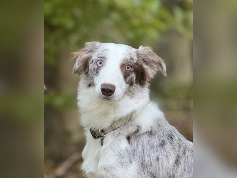 Border Collie Deckrüde