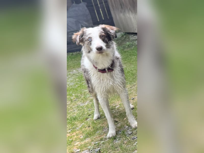 Border Collie Deckrüde