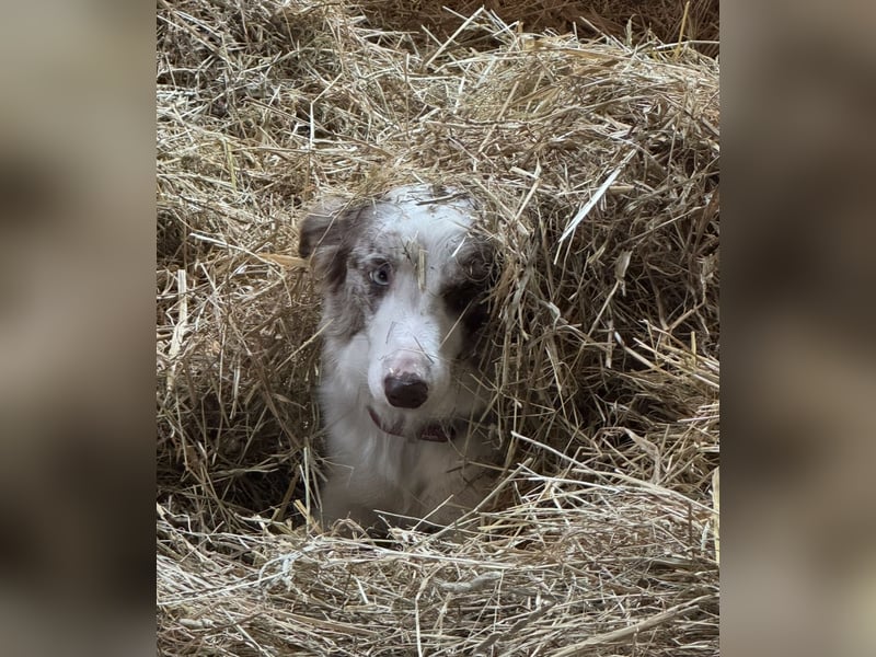 Border Collie Deckrüde
