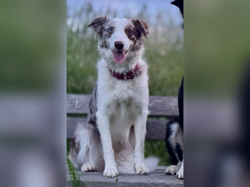 Border Collie Deckrüde