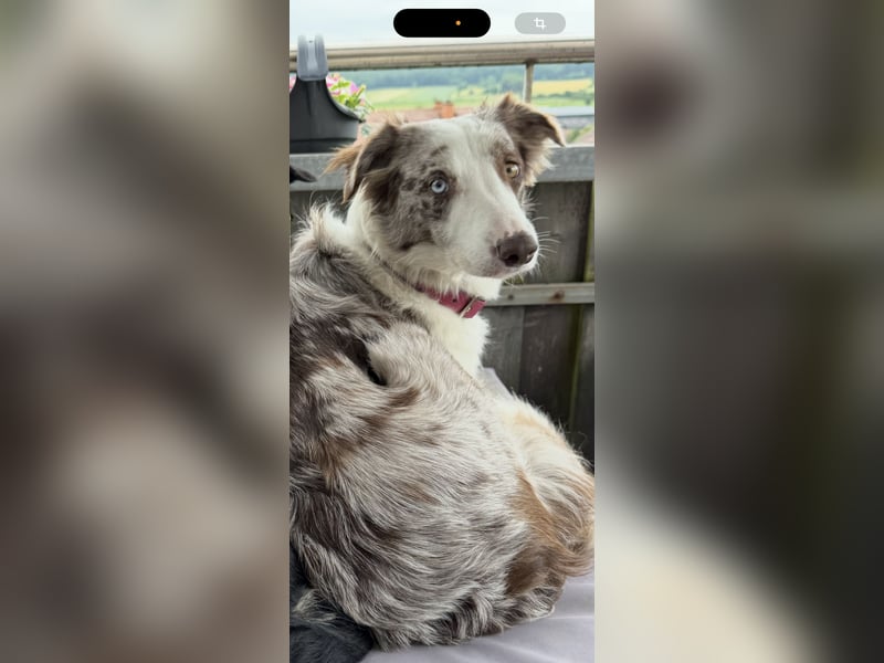 Border Collie Deckrüde