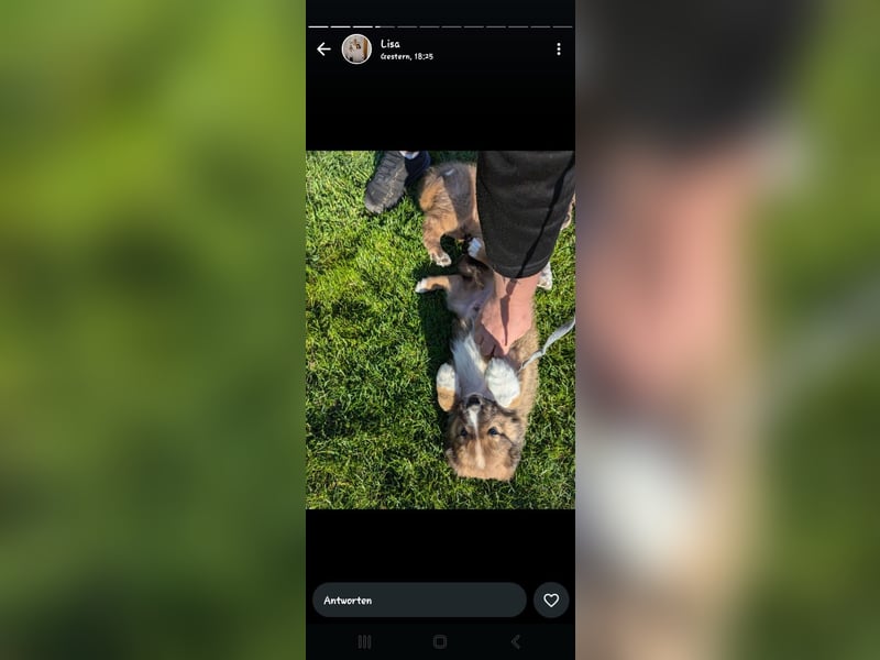 Collie Schäferhund Mischlingswelpen