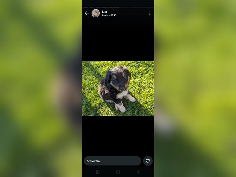 Collie Schäferhund Mischlingswelpen