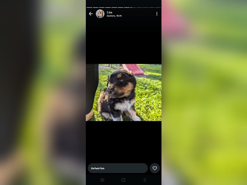 Collie Schäferhund Mischlingswelpen