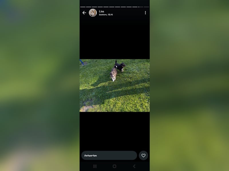 Collie Schäferhund Mischlingswelpen