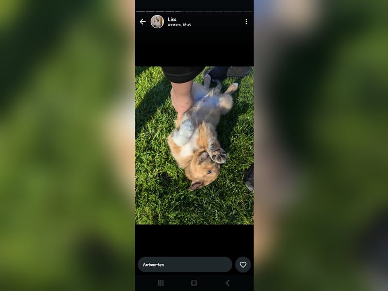 Collie Schäferhund Mischlingswelpen