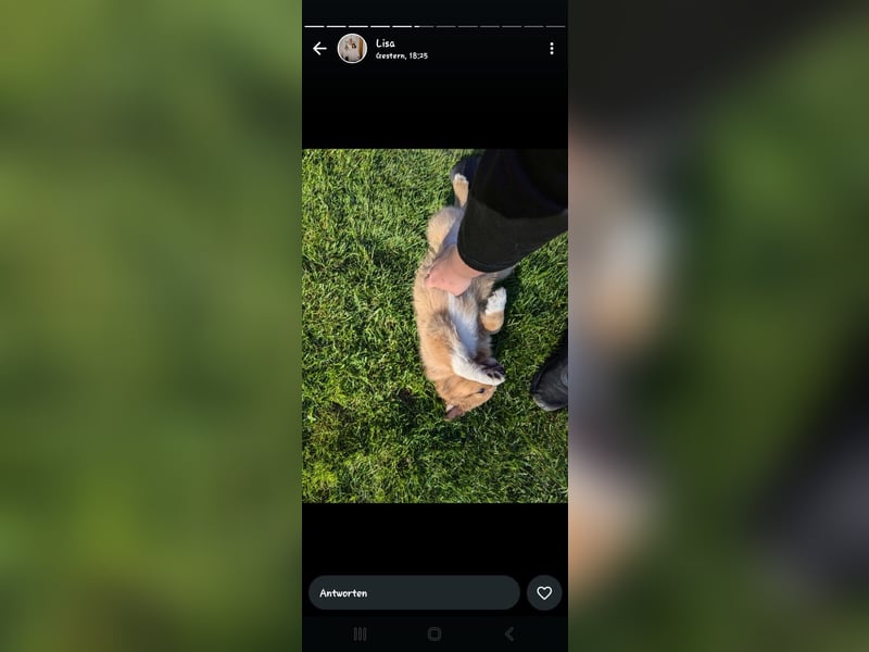 Collie Schäferhund Mischlingswelpen