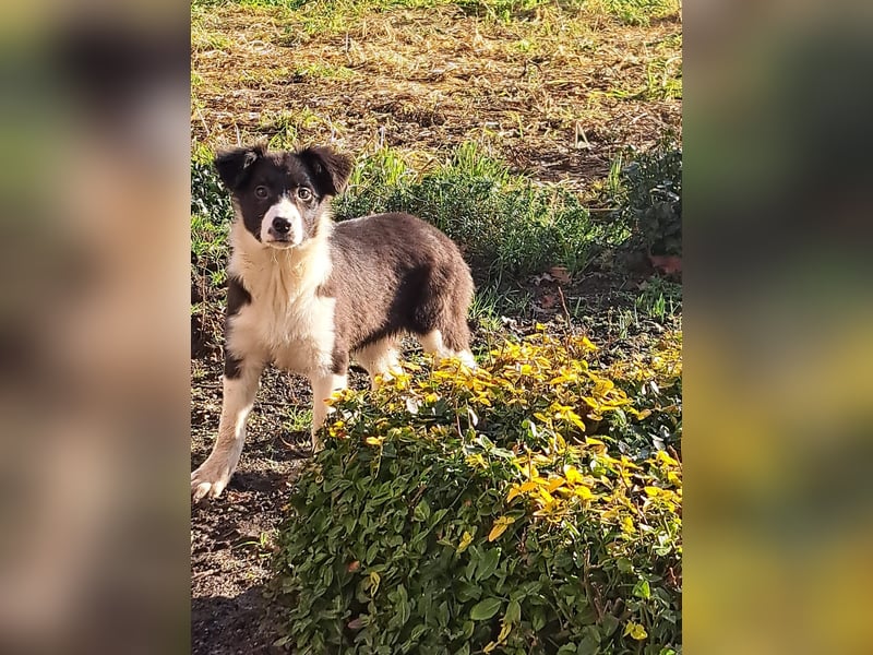 BorderColli x Appenzeller Mix