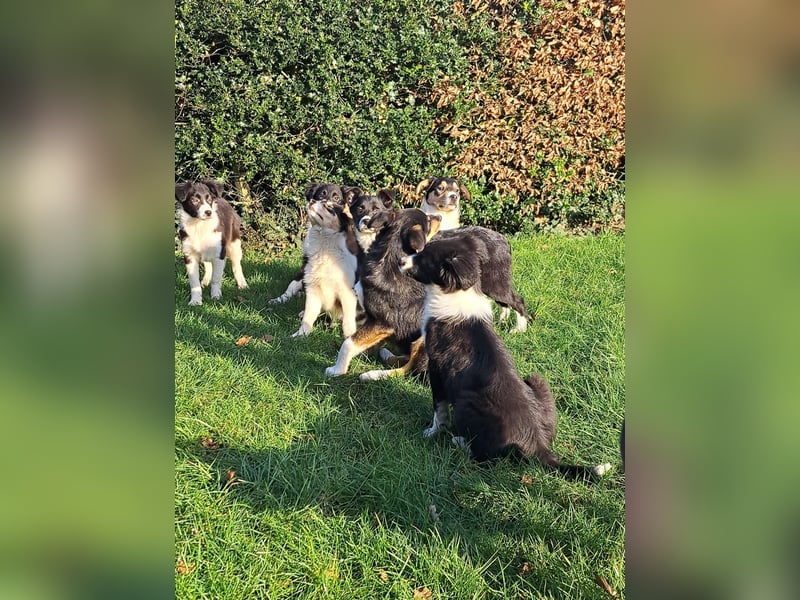 BorderColli x Appenzeller Mix