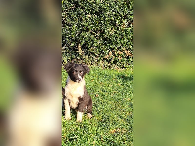 BorderColli x Appenzeller Mix