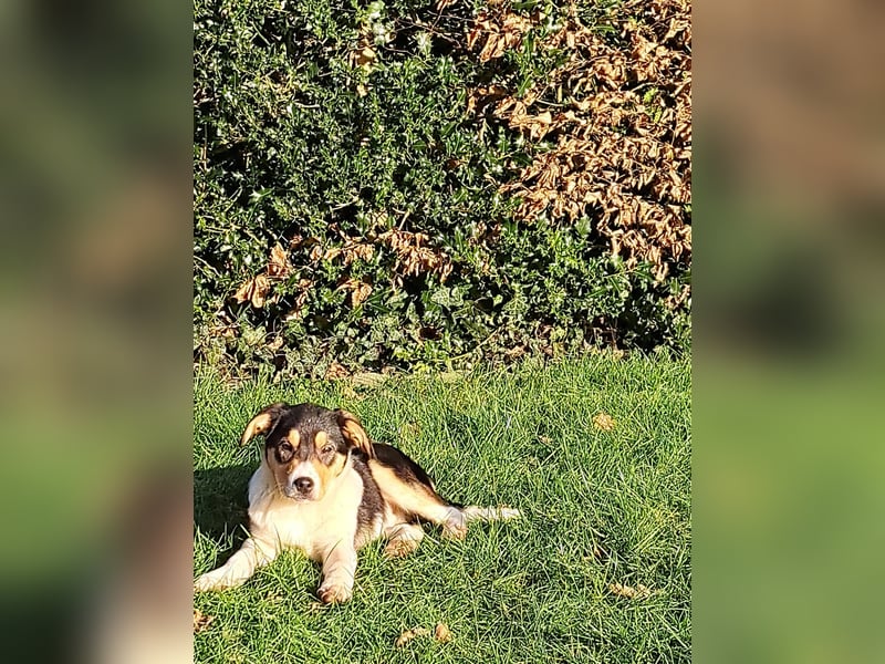 BorderColli x Appenzeller Mix