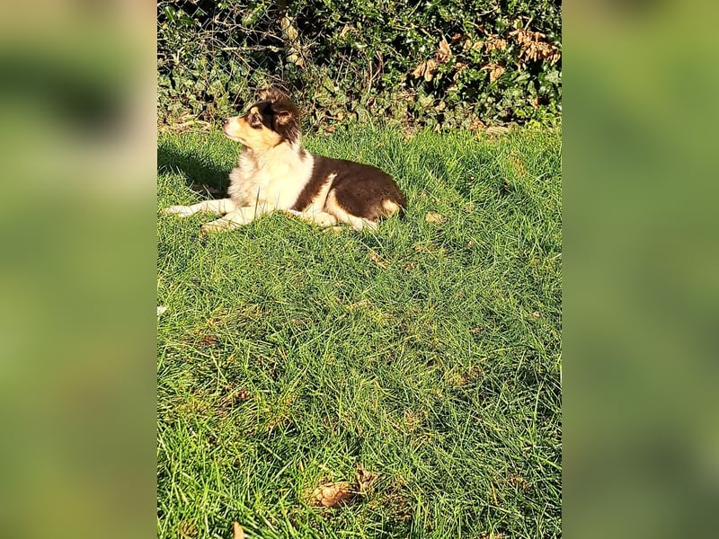 BorderColli x Appenzeller Mix