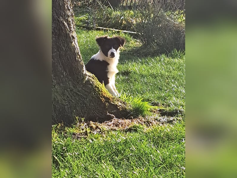 BorderColli x Appenzeller Mix