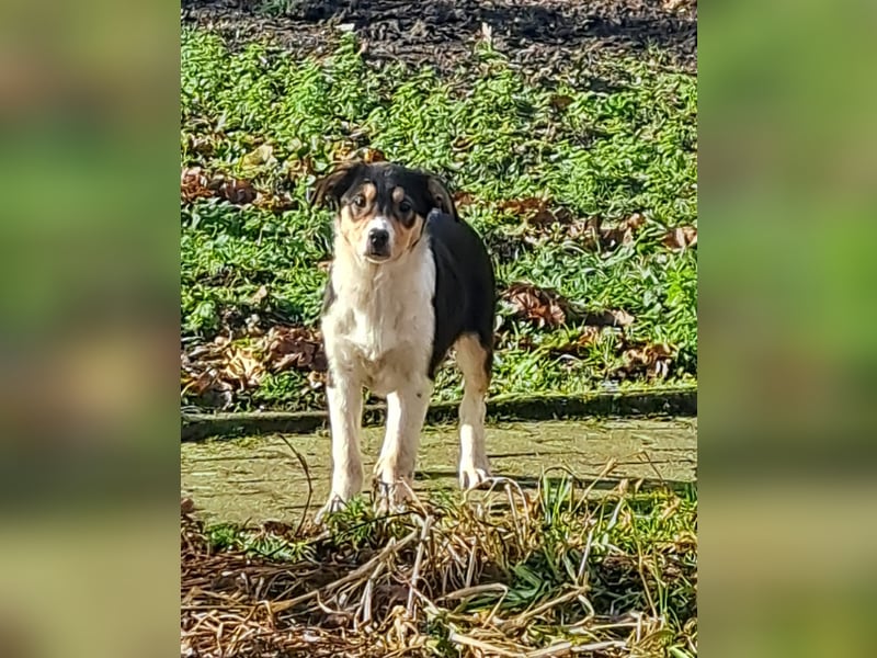 BorderColli x Appenzeller Mix