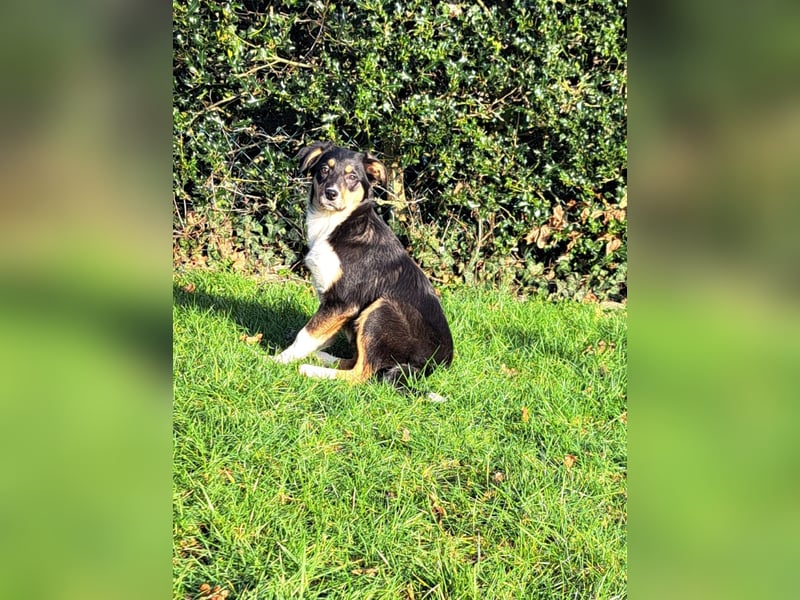 BorderColli x Appenzeller Mix