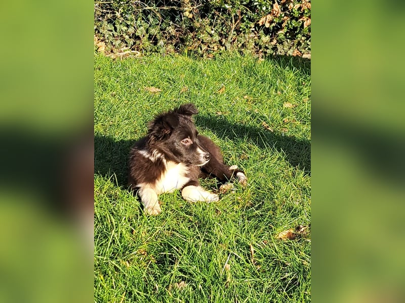 BorderColli x Appenzeller Mix