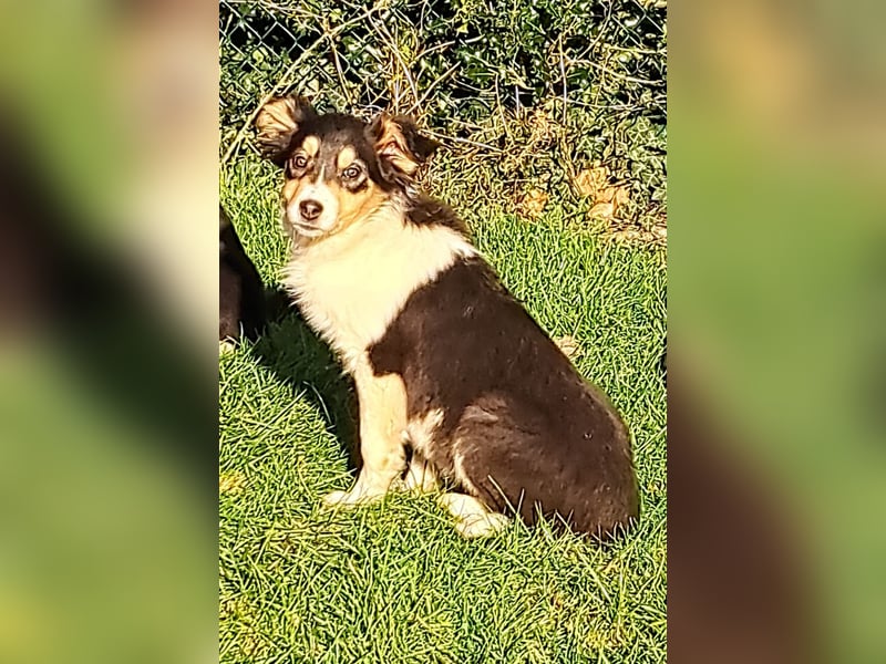 BorderColli x Appenzeller Mix