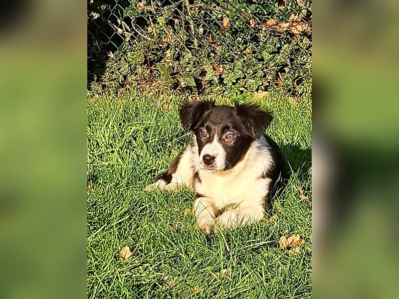BorderColli x Appenzeller Mix