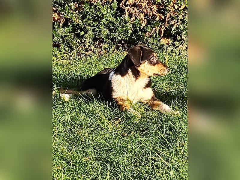BorderColli x Appenzeller Mix