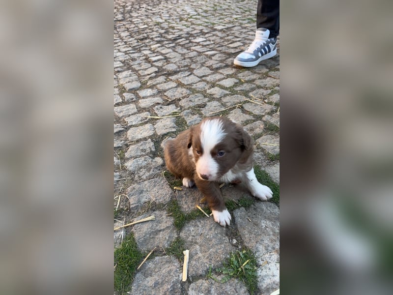 Reinrassige Border Collie Welpen