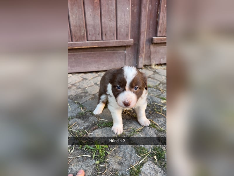 Reinrassige Border Collie Welpen