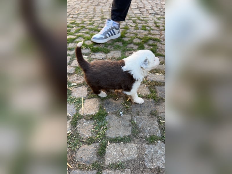 Reinrassige Border Collie Welpen