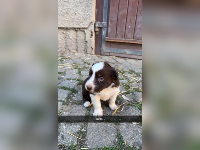 Reinrassige Border Collie Welpen