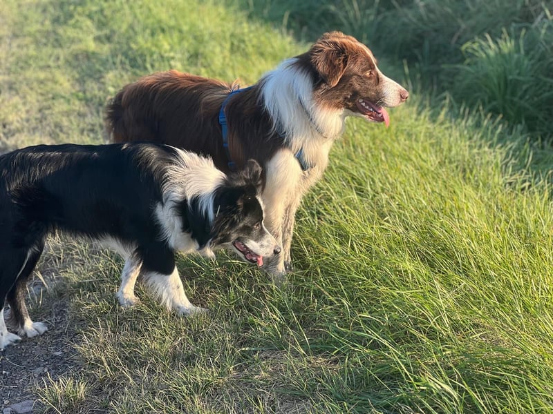 Reinrassige Border Collie Welpen