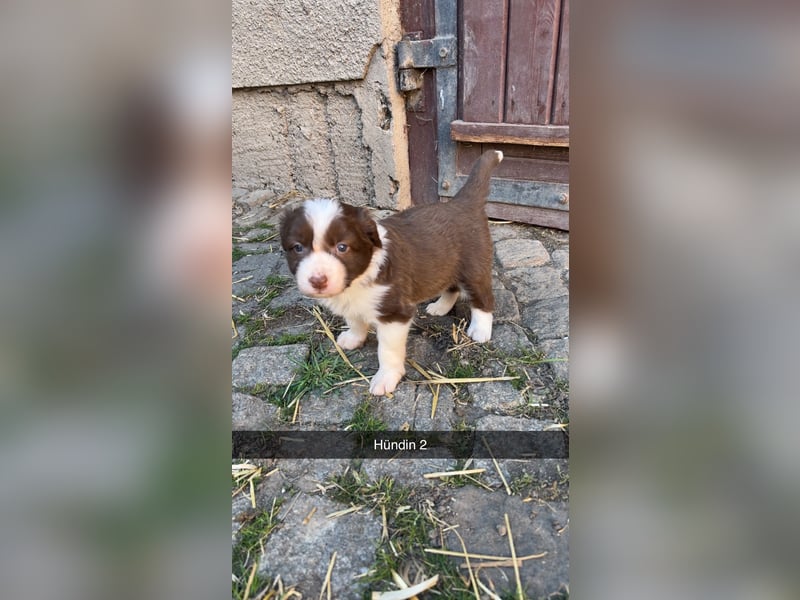 Reinrassige Border Collie Welpen