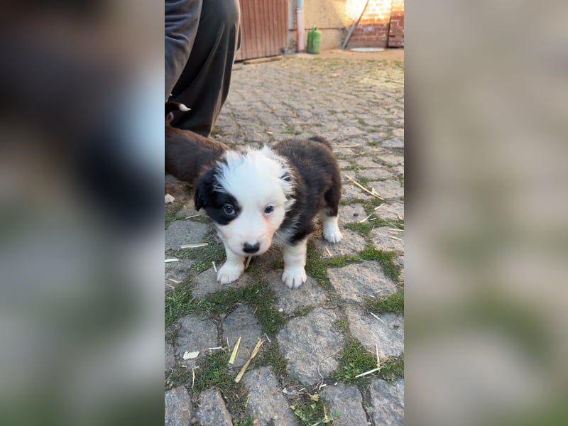 Reinrassige Border Collie Welpen